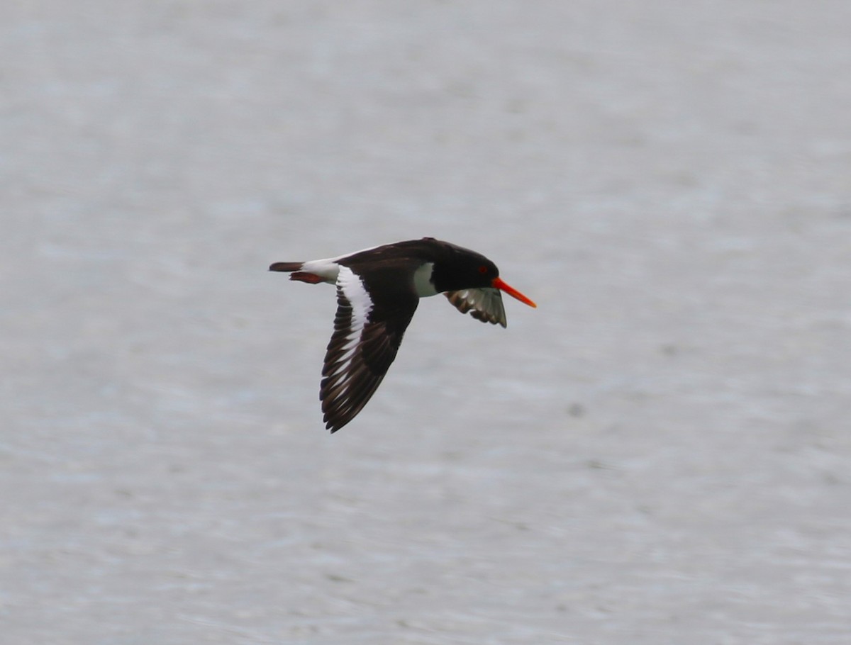 Eurasian Oystercatcher (Western) - ML620702129