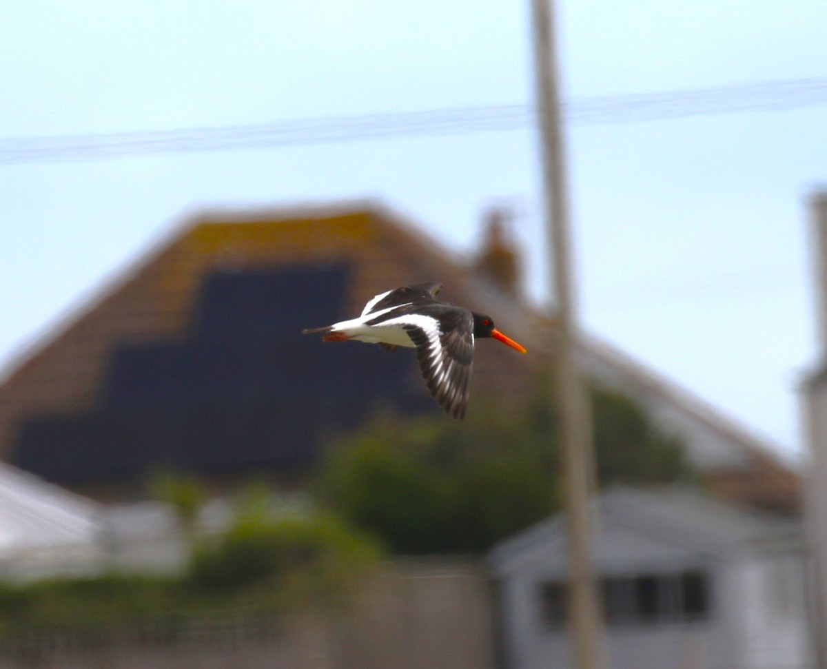 Eurasian Oystercatcher (Western) - ML620702130