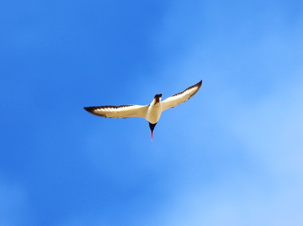 ústřičník velký (ssp. ostralegus/longipes) - ML620702131