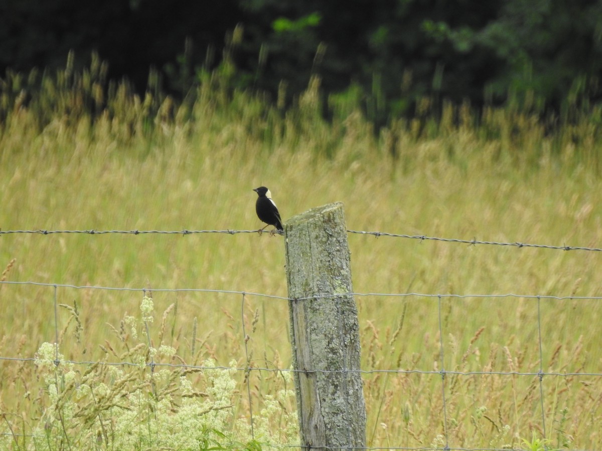 Bobolink - ML620702132