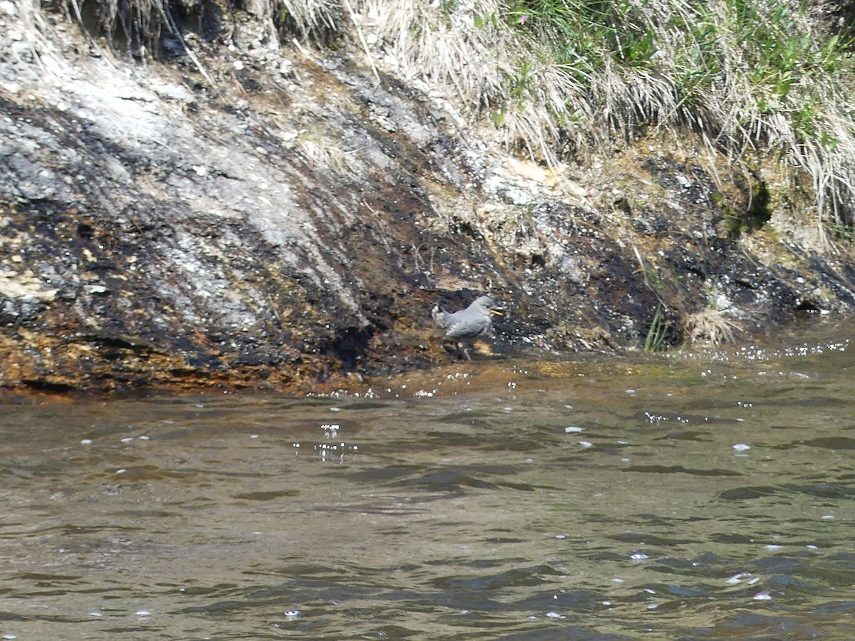 American Dipper - ML620702133