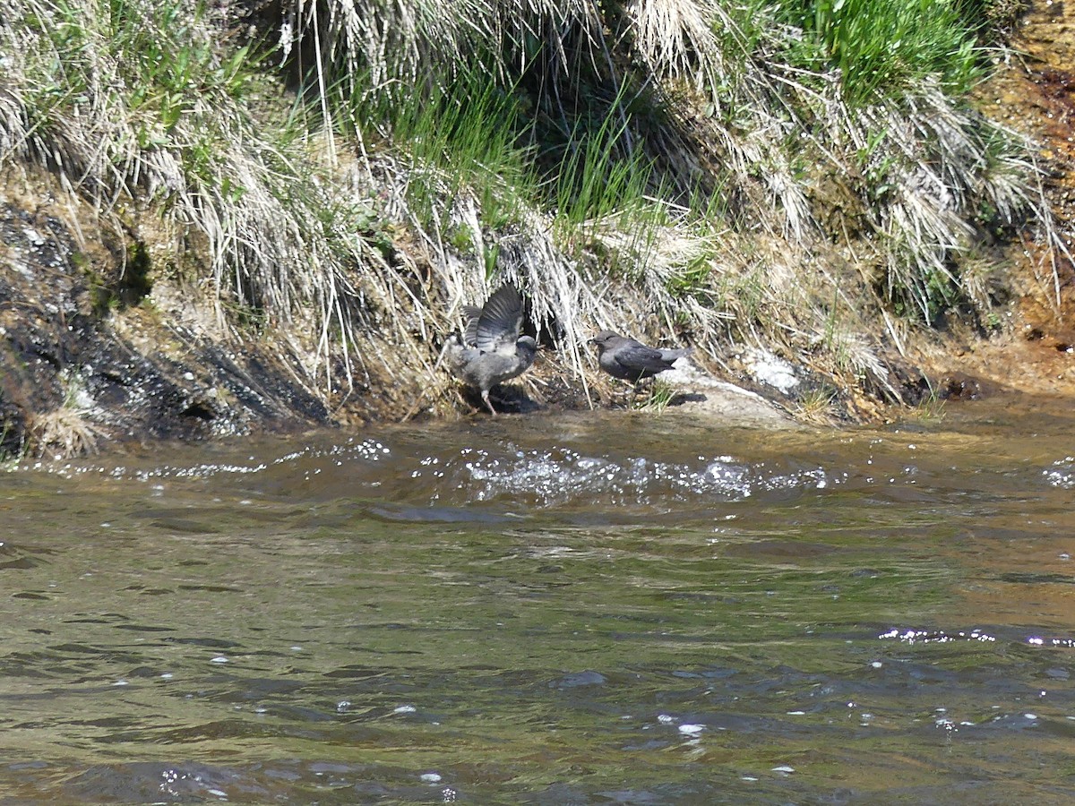 American Dipper - ML620702134