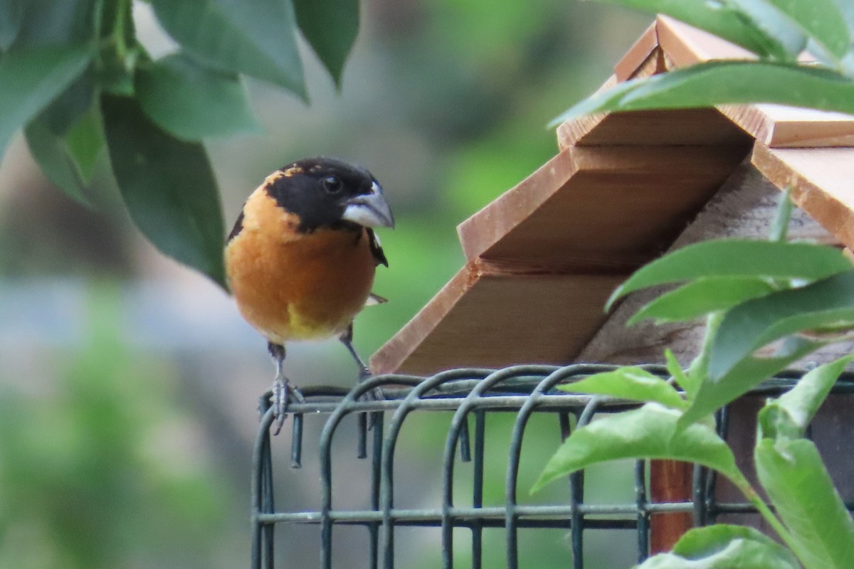 Cardinal à tête noire - ML620702135