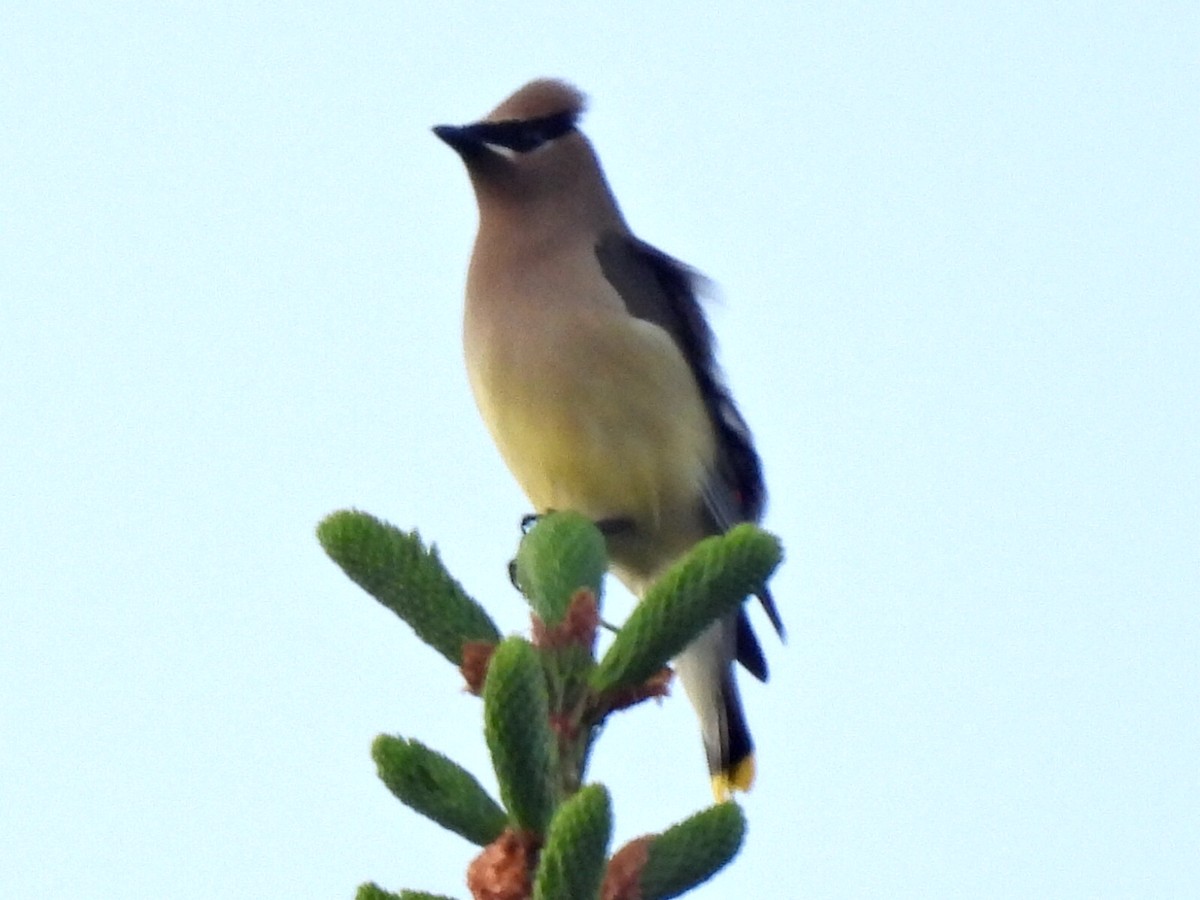 Cedar Waxwing - ML620702136