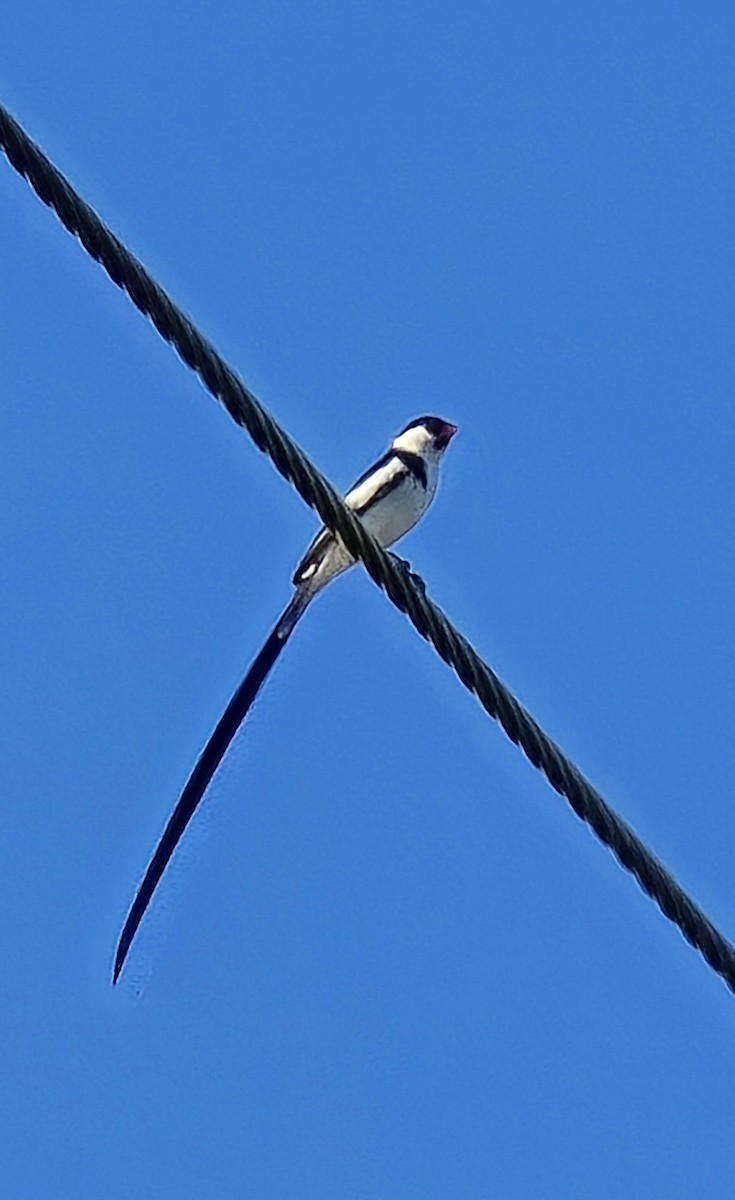 Pin-tailed Whydah - ML620702137