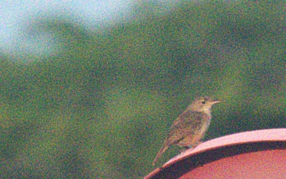 House Wren - ML620702140