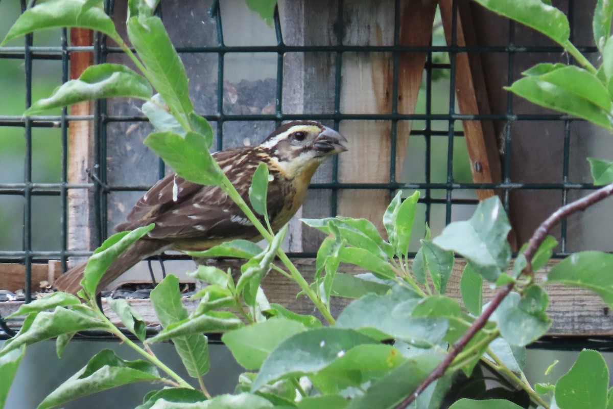 Black-headed Grosbeak - Del Nelson