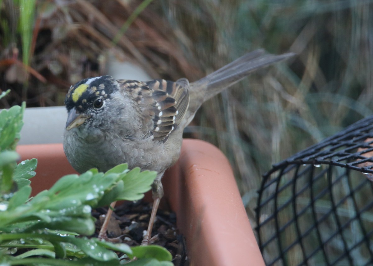 Golden-crowned Sparrow - ML620702143