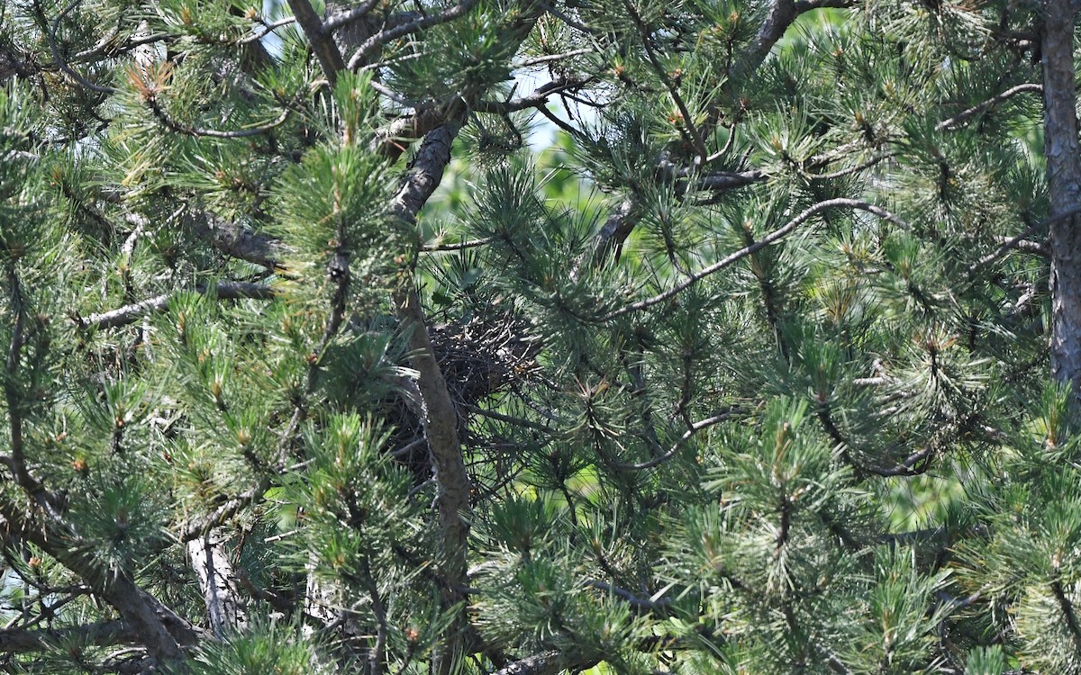 Levant Sparrowhawk - ML620702147