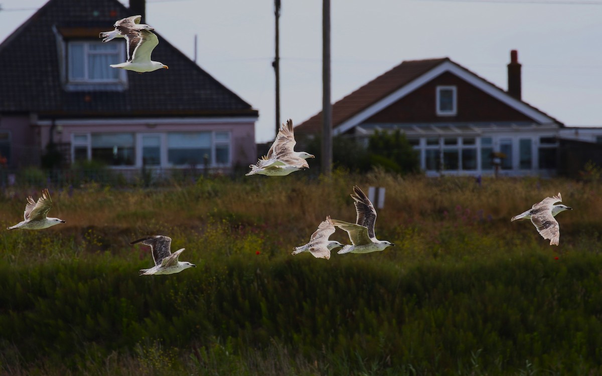 Great Black-backed Gull - ML620702149