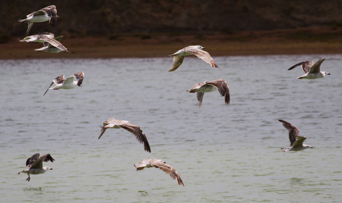 Great Black-backed Gull - ML620702151