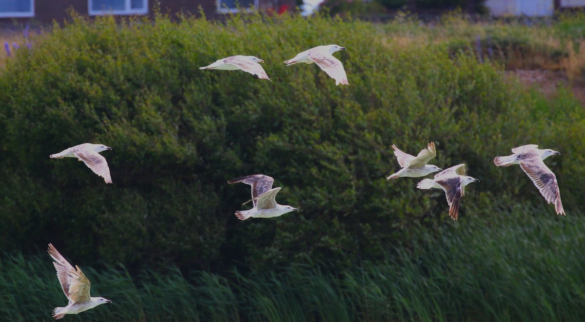 Great Black-backed Gull - ML620702152