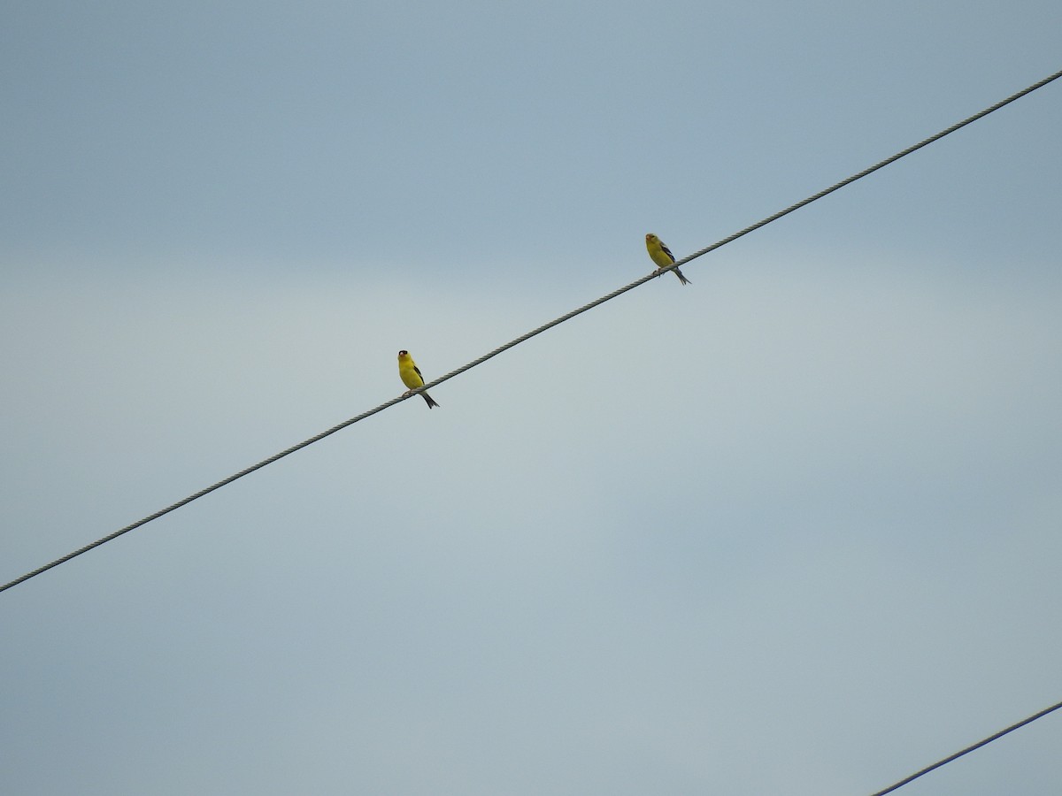 American Goldfinch - ML620702155