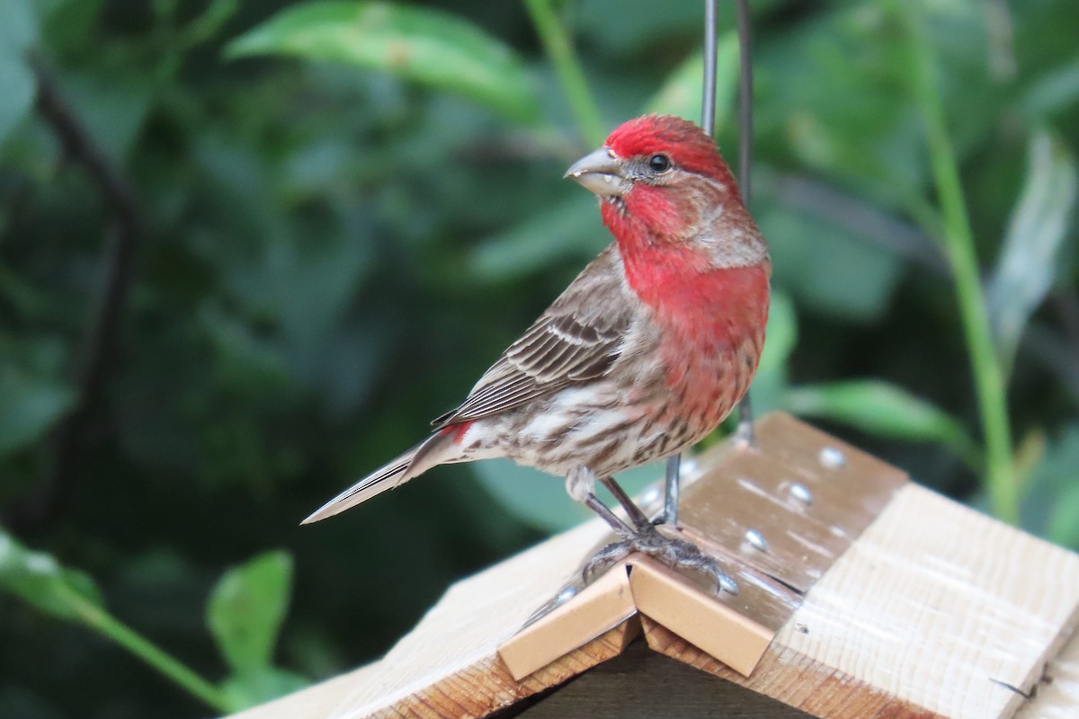 House Finch - ML620702156