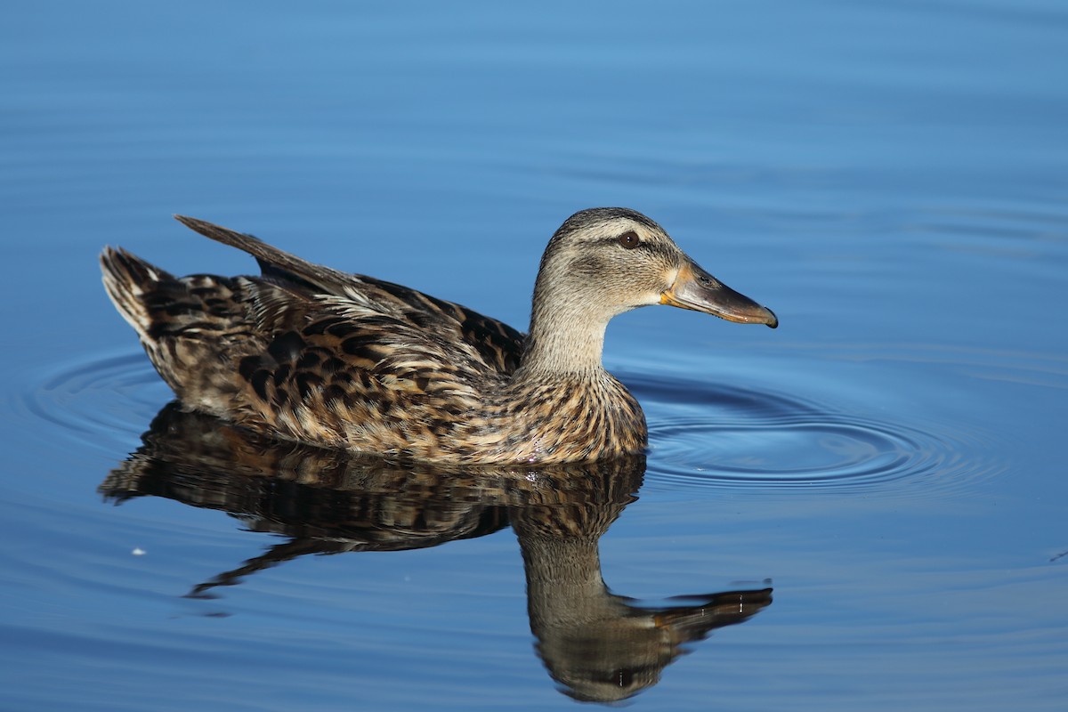 Canard colvert - ML620702158