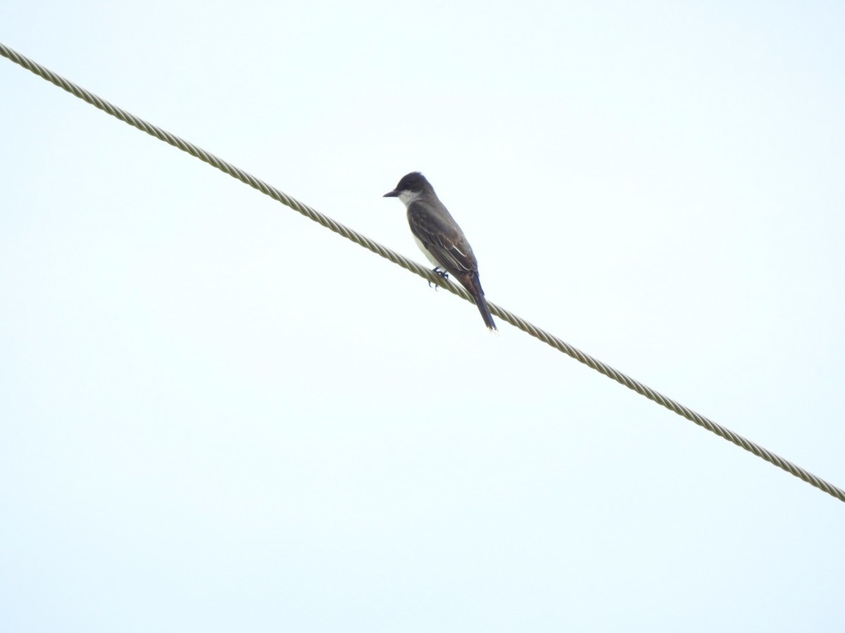 Eastern Kingbird - ML620702159