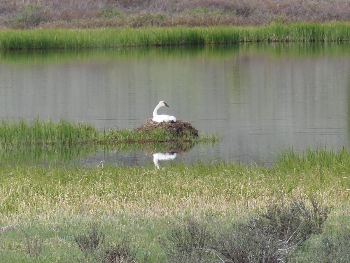 Trumpeter Swan - ML620702161