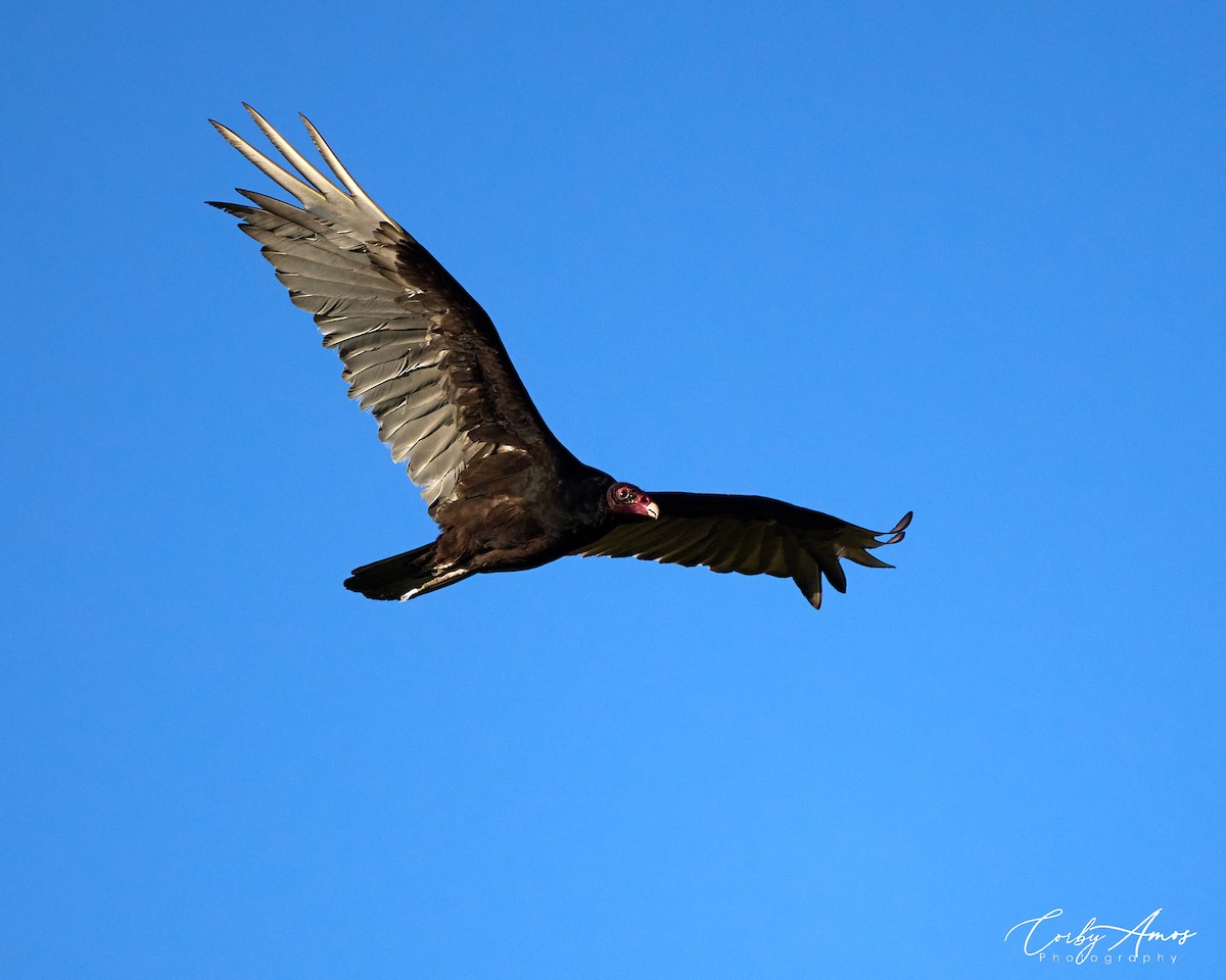 Turkey Vulture - ML620702162