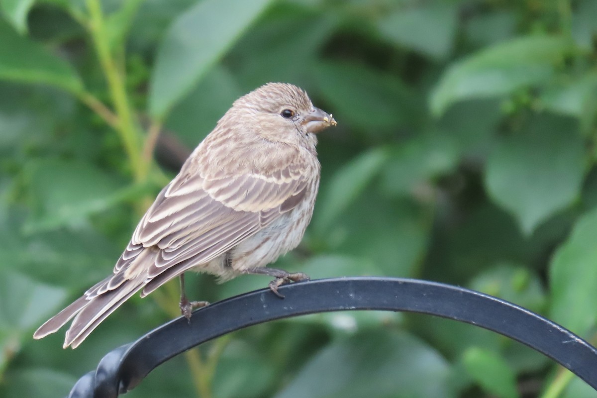 House Finch - ML620702165