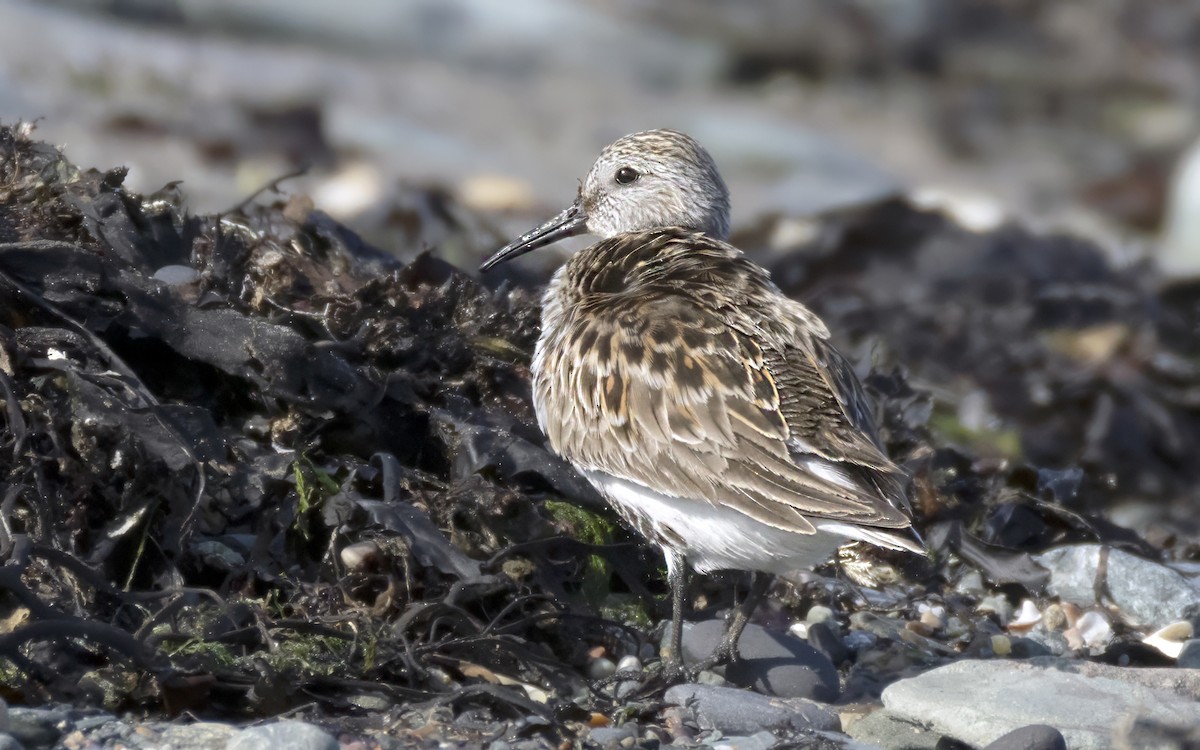 Bécasseau sanderling - ML620702166