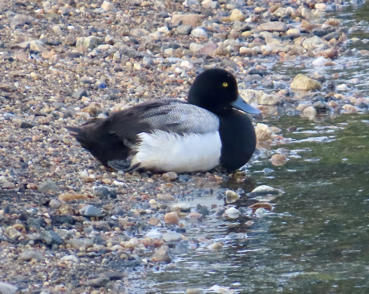 Greater Scaup - ML620702167