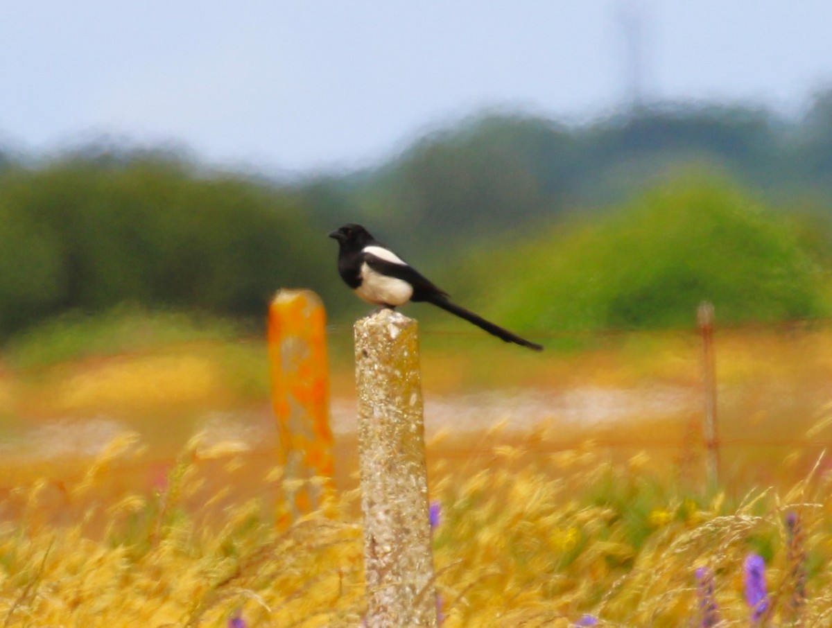 Eurasian Magpie (Eurasian) - ML620702169