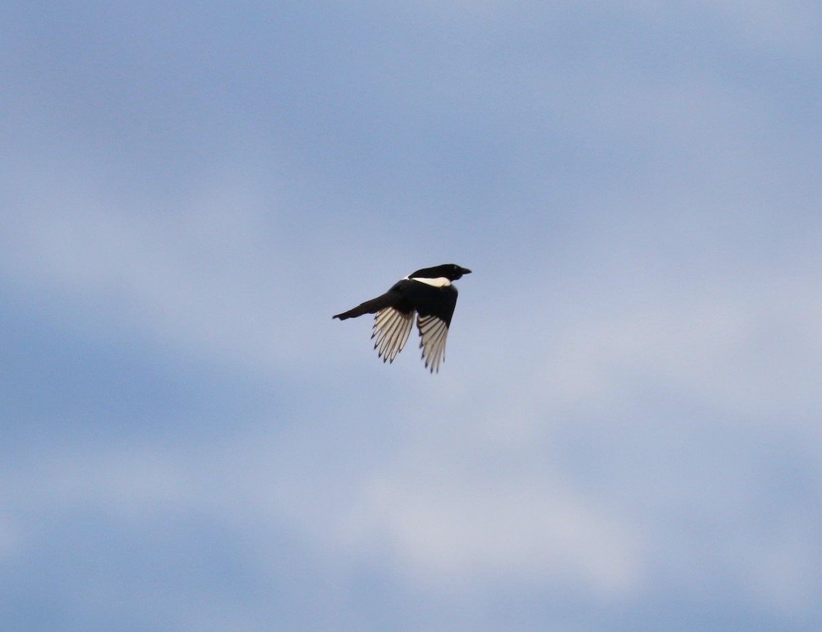 Eurasian Magpie (Eurasian) - ML620702170