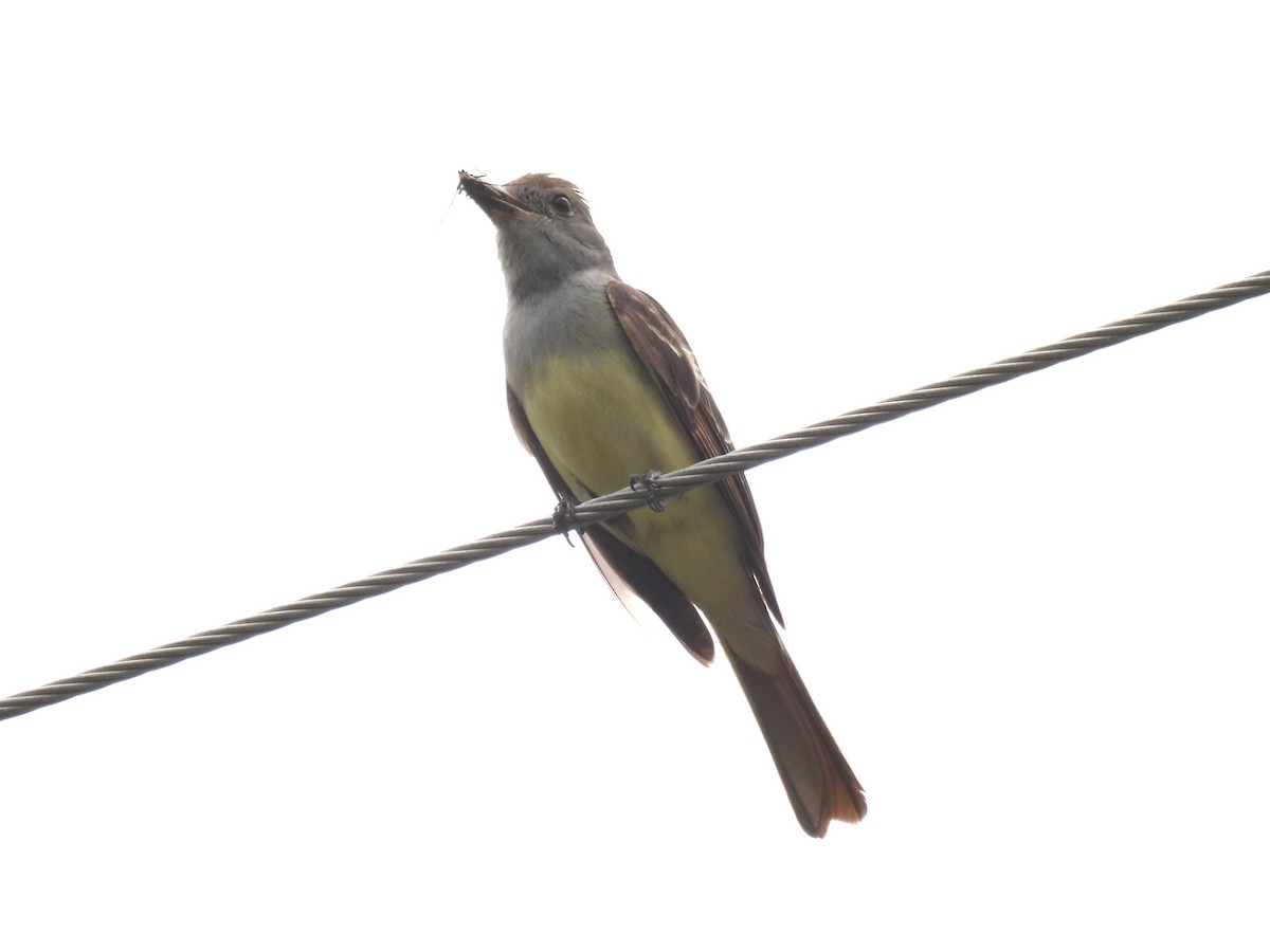 Great Crested Flycatcher - ML620702175
