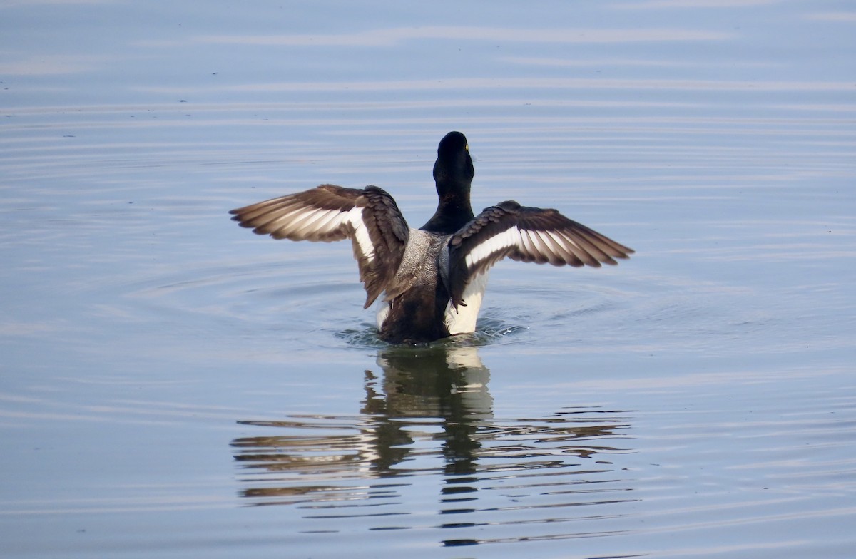 Greater Scaup - Larry Trachtenberg