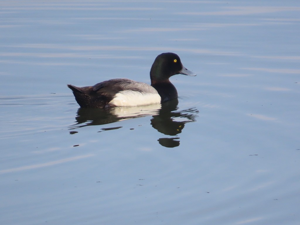 Greater Scaup - ML620702178