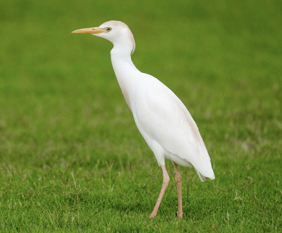 Western Cattle Egret - ML620702179