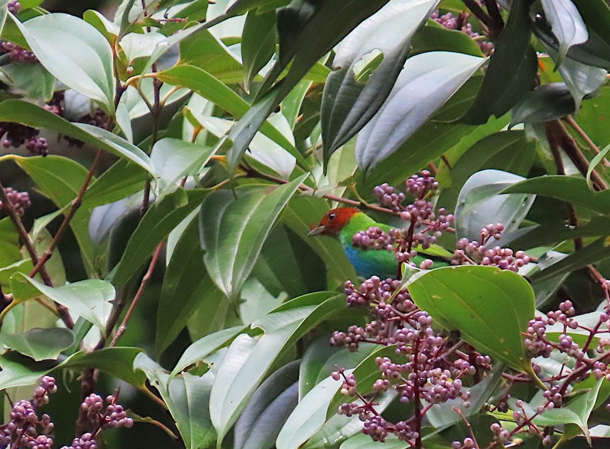 Bay-headed Tanager - ML620702180