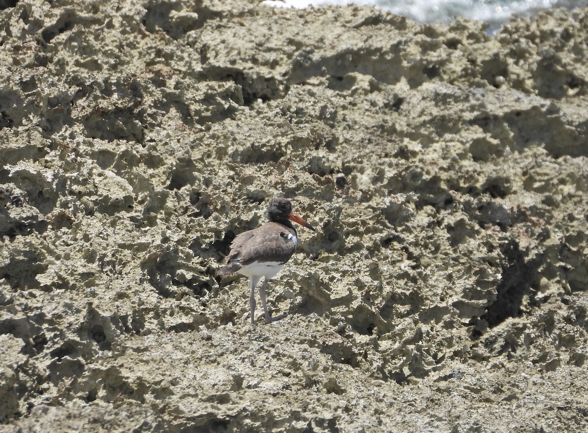 American Oystercatcher - ML620702183