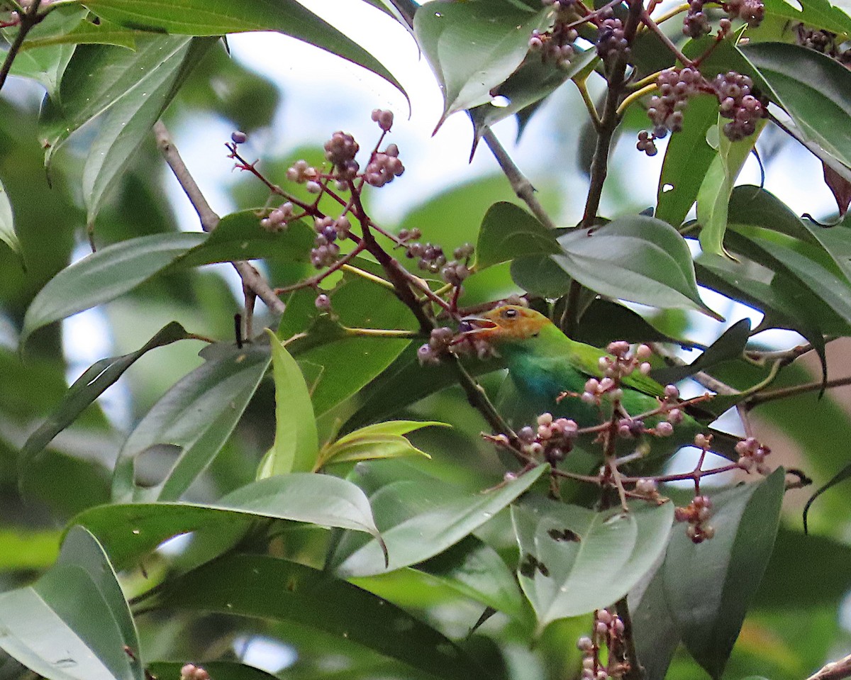 Bay-headed Tanager - ML620702189