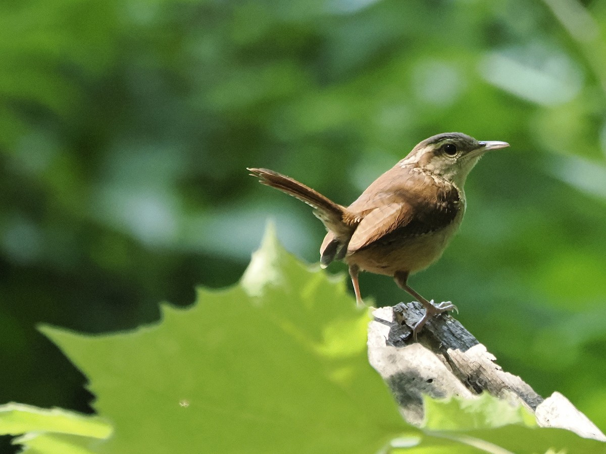 Carolina Wren - ML620702194