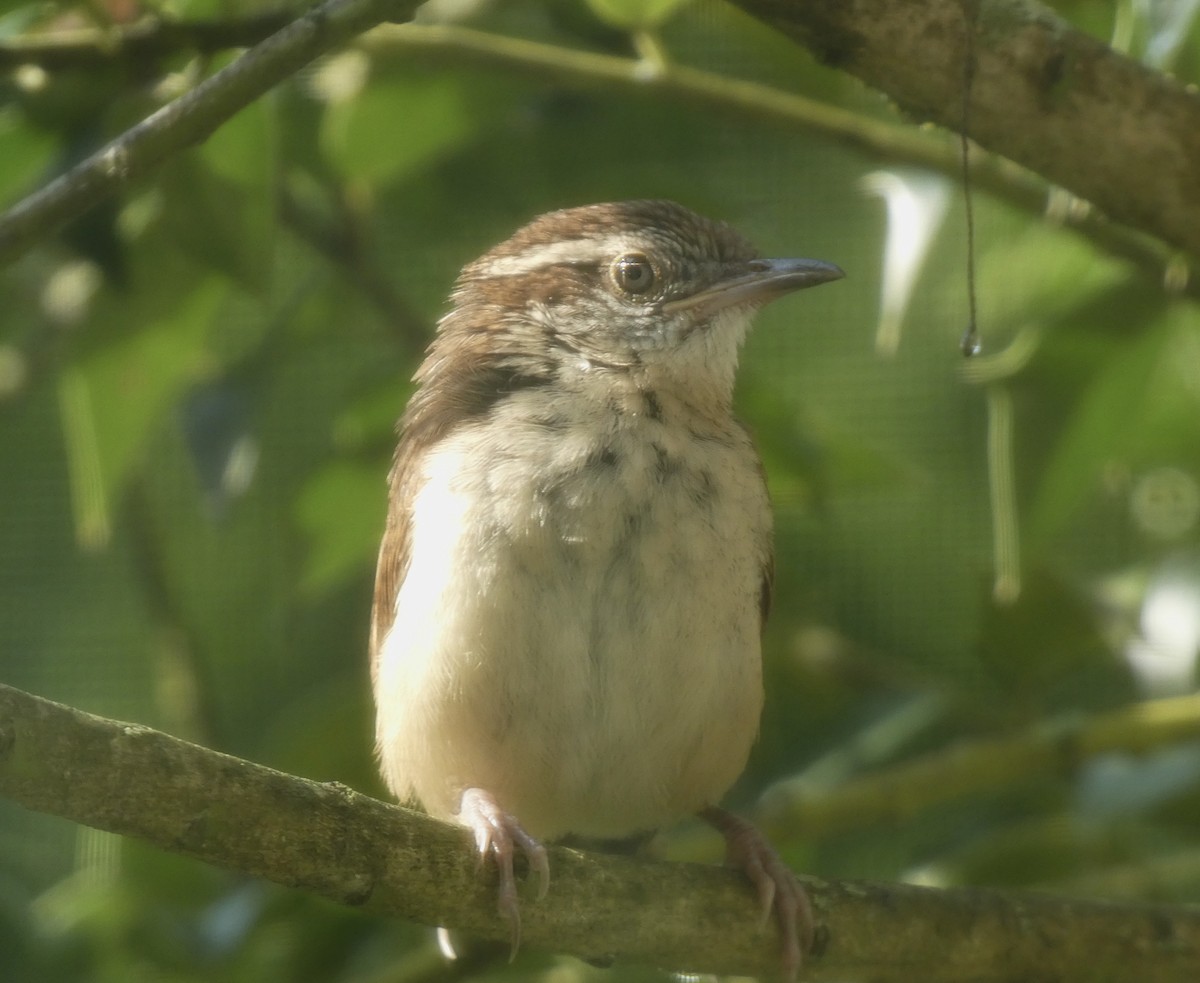 Carolina Wren - ML620702196