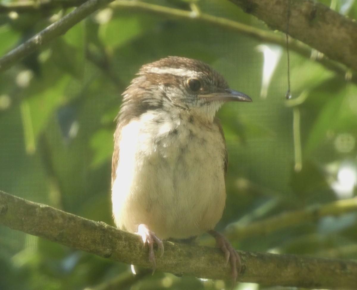 Carolina Wren - ML620702199