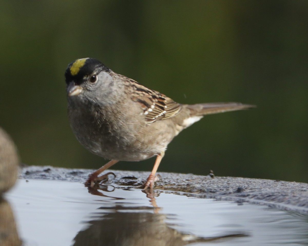 Golden-crowned Sparrow - Linda Dalton