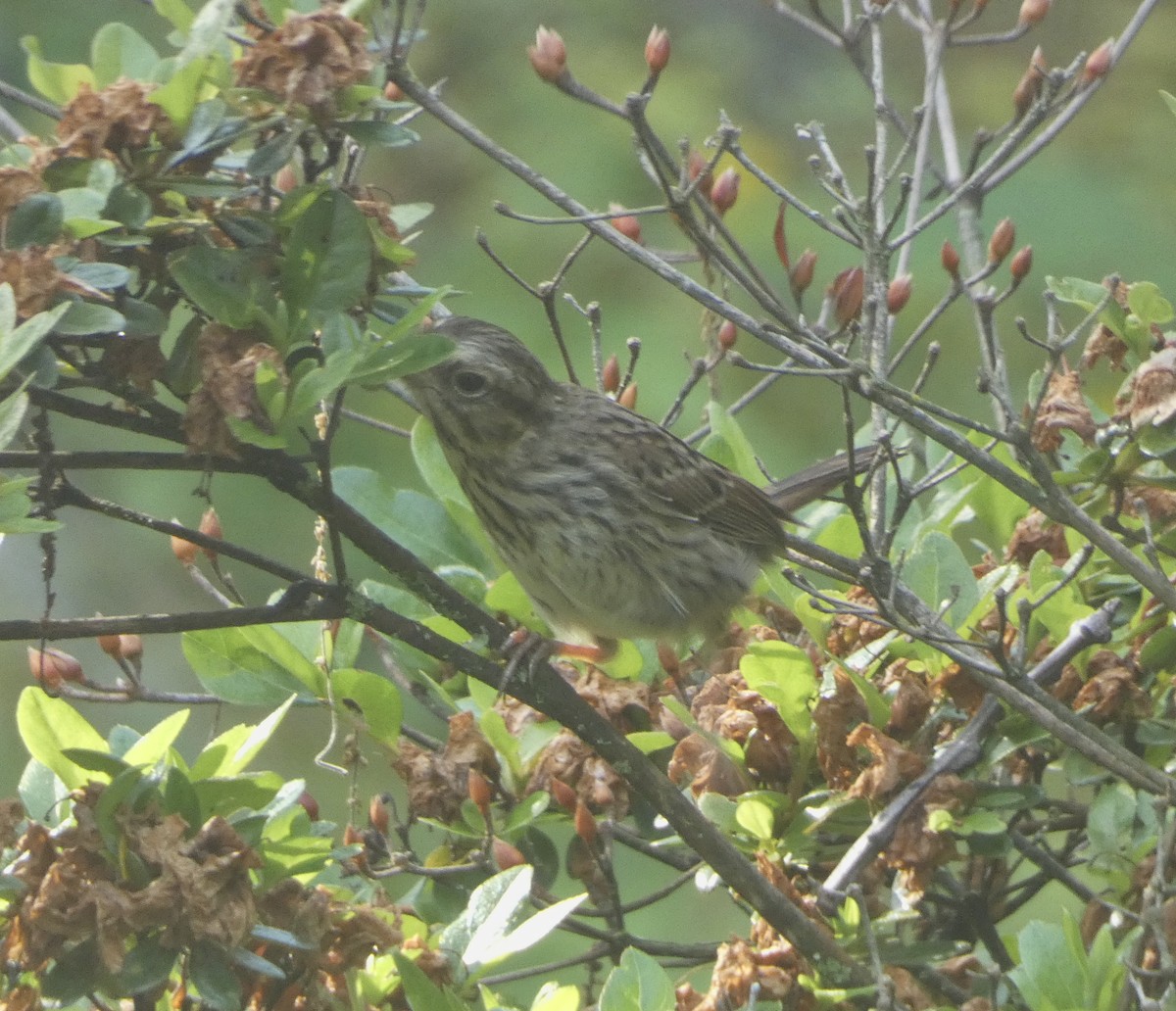 Song Sparrow - ML620702206