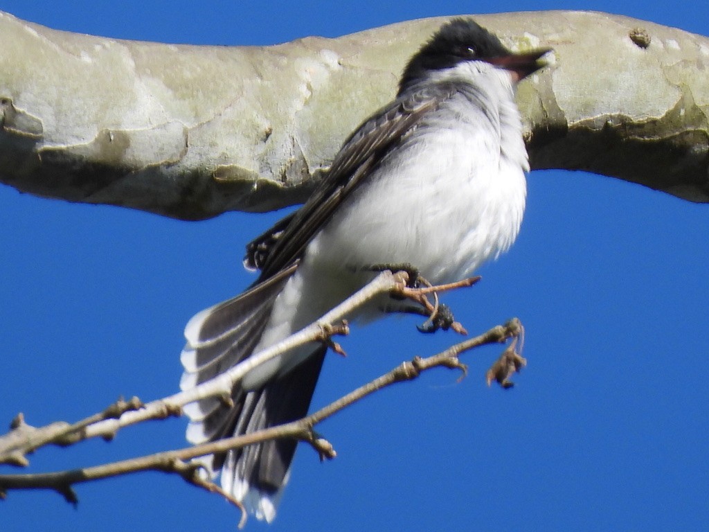 Eastern Kingbird - ML620702208