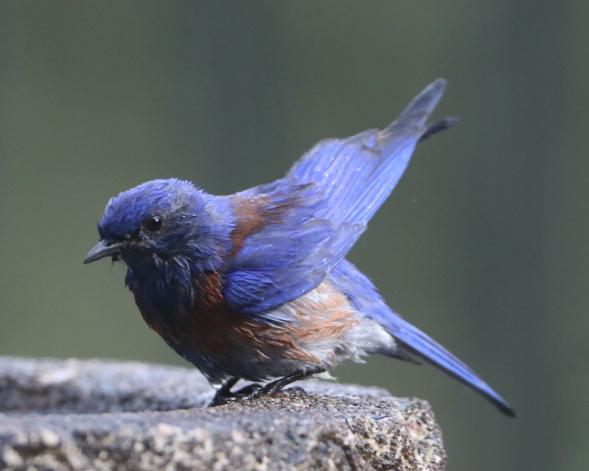 Western Bluebird - ML620702209