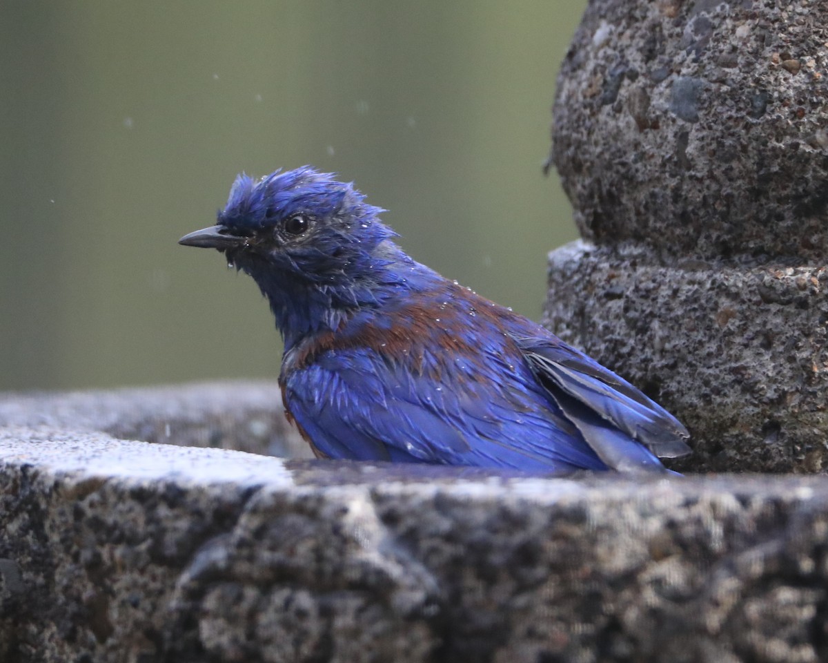 Western Bluebird - ML620702210