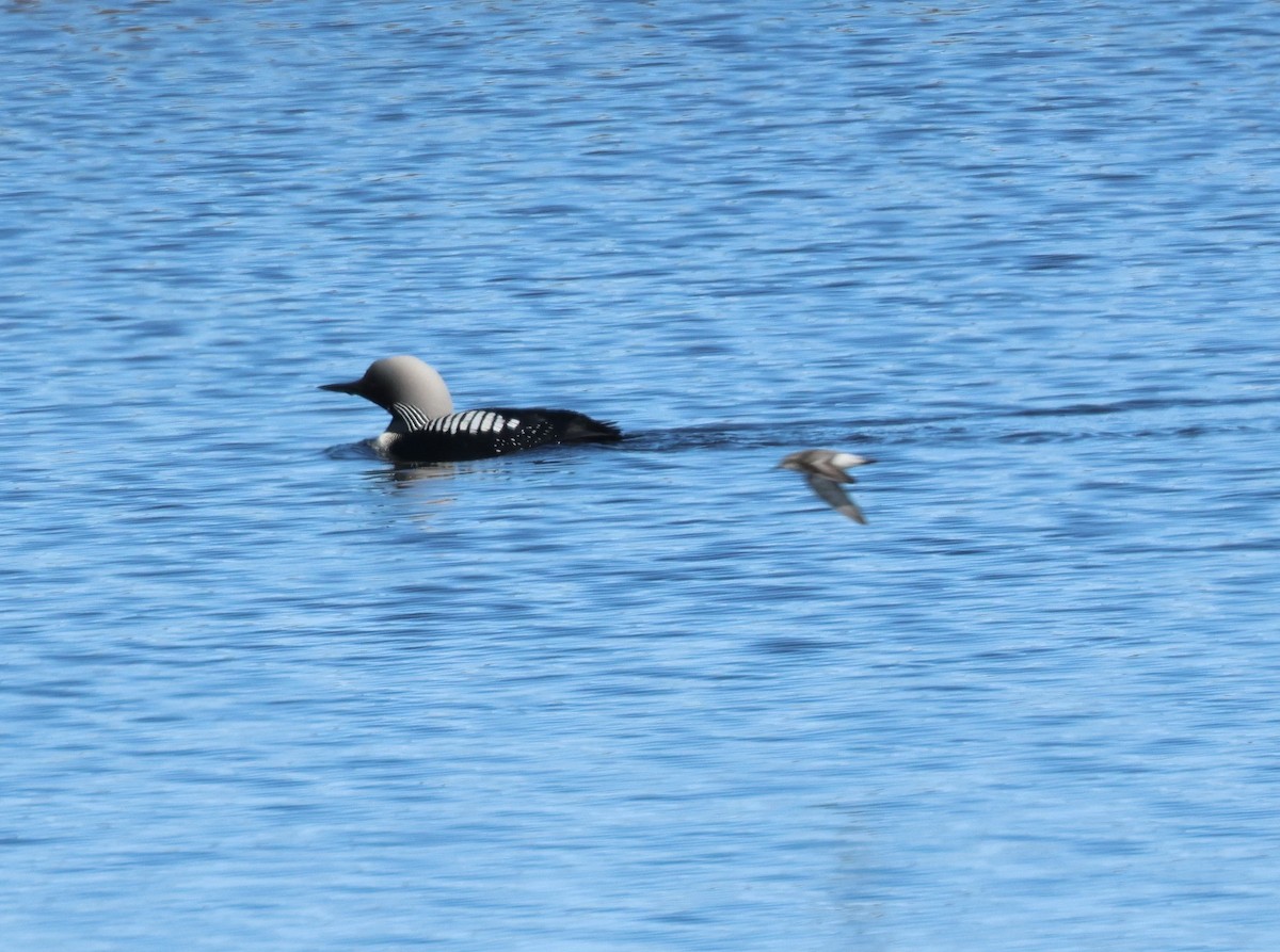 Calidris sp. (peep sp.) - ML620702213