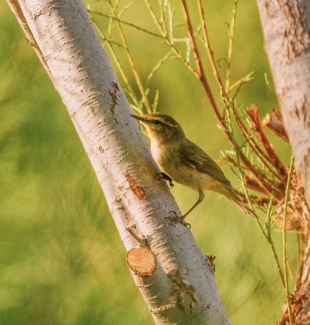 Willow Warbler/Common Chiffchaff - Mohammad Alsubaihat