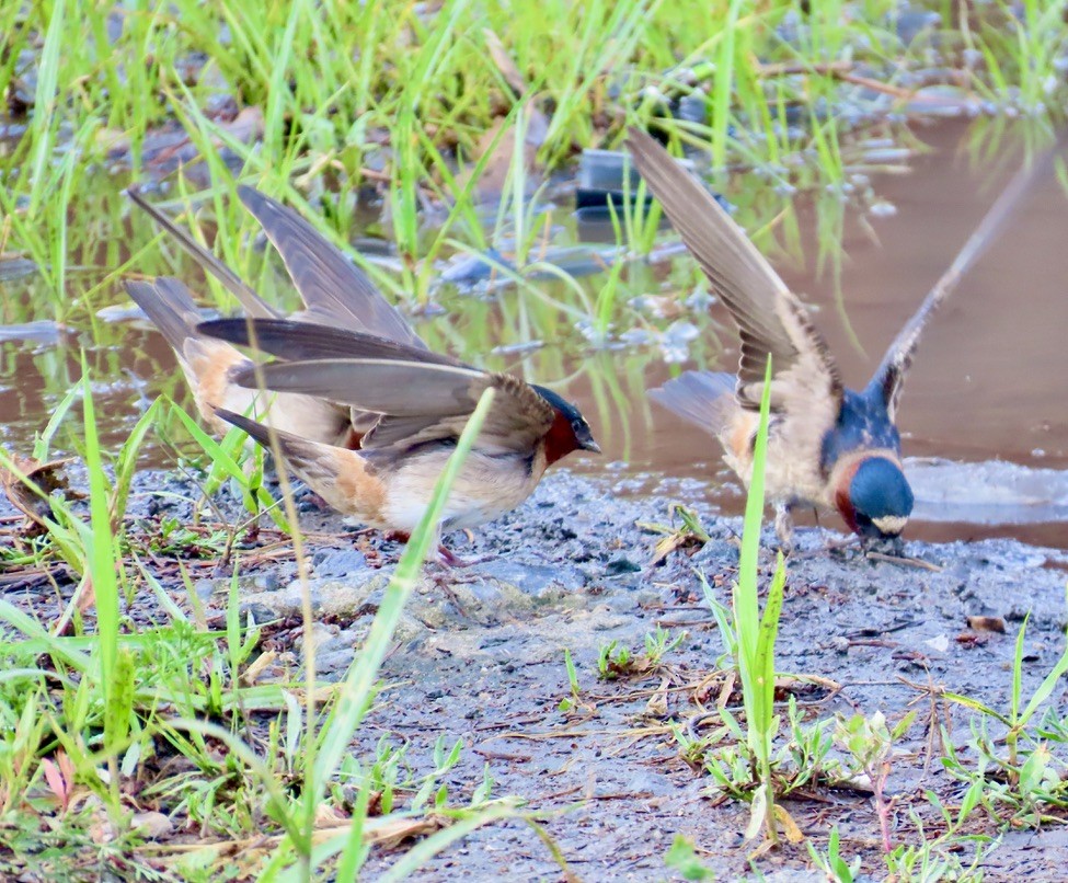 Cliff Swallow - ML620702215