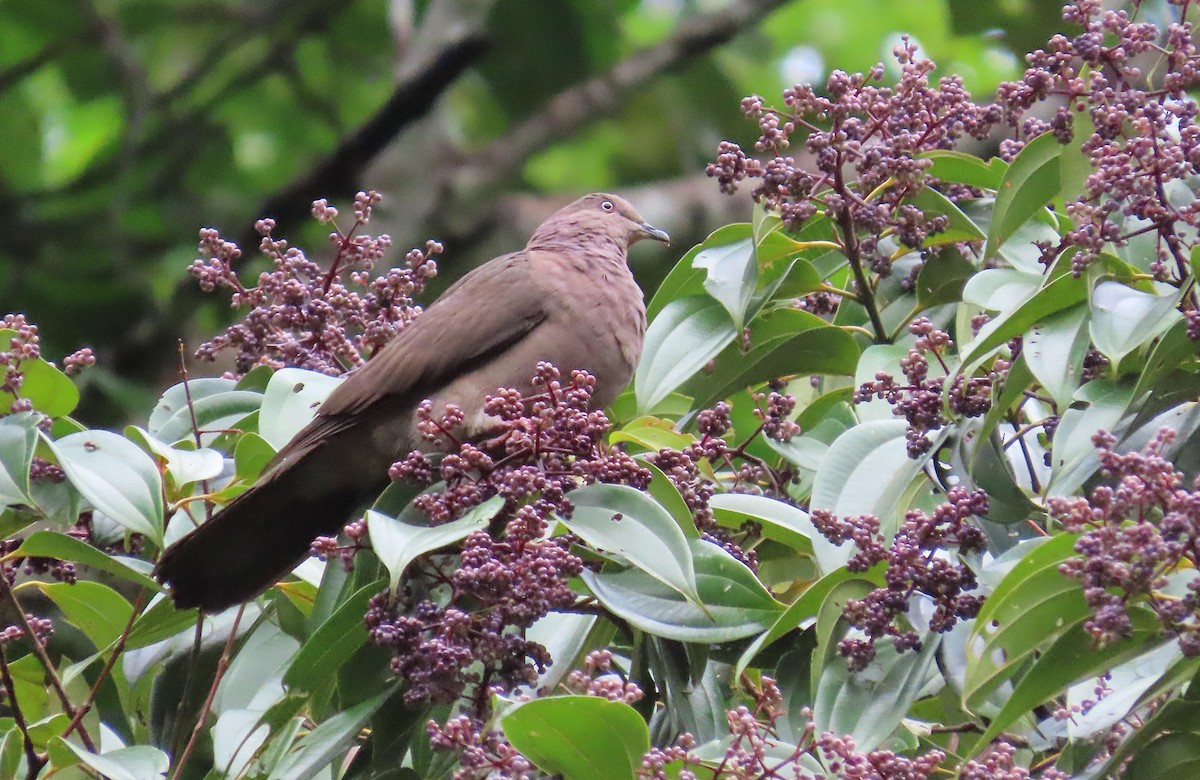 Plumbeous Pigeon - ML620702218