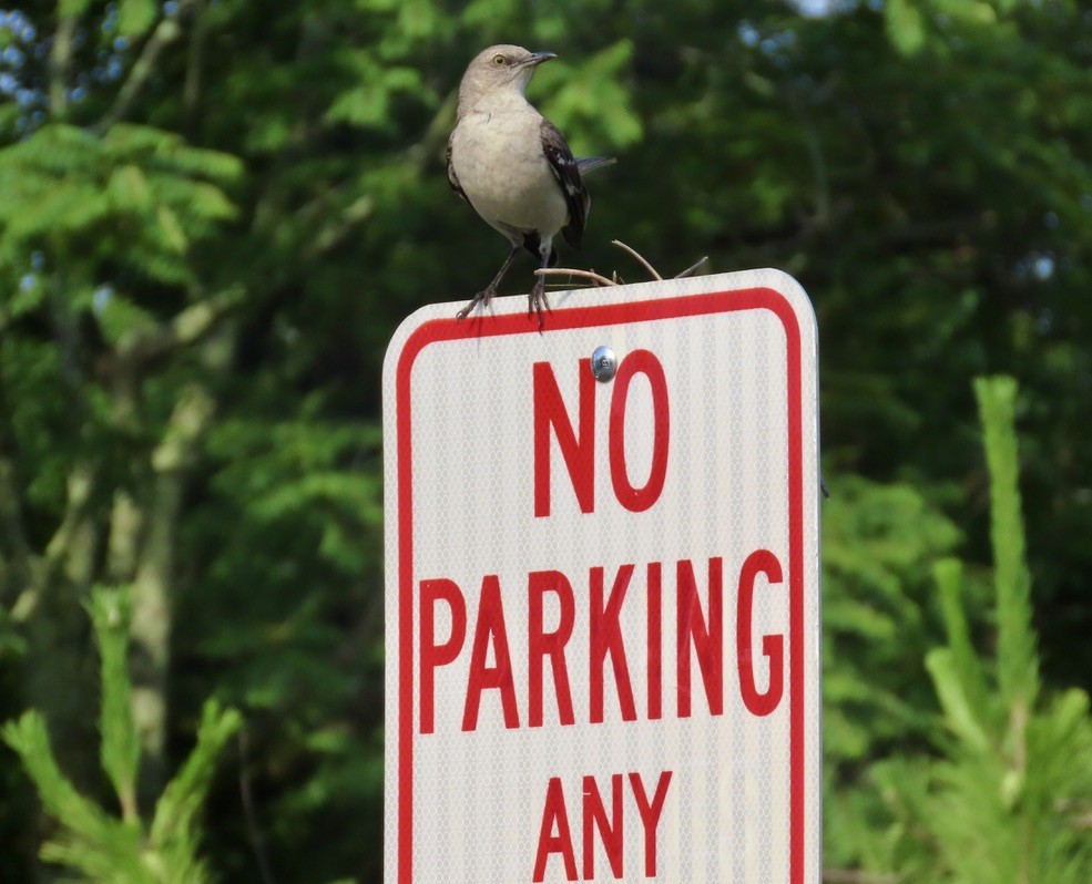 Northern Mockingbird - Larry Trachtenberg