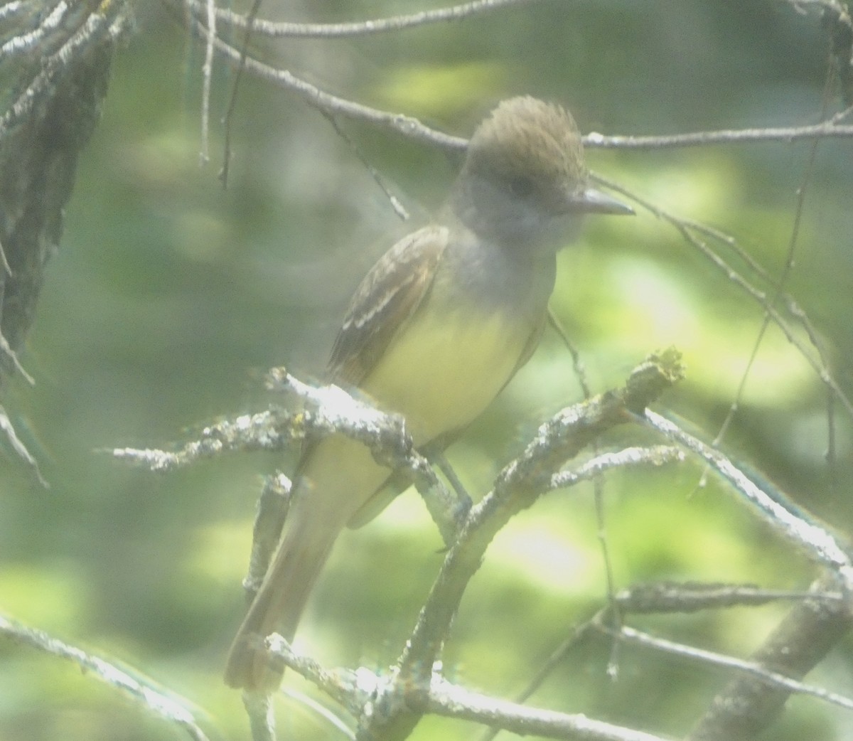 Great Crested Flycatcher - ML620702220