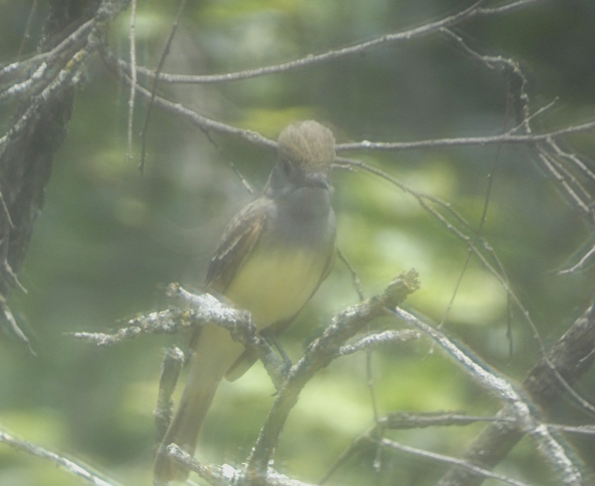 Great Crested Flycatcher - ML620702221