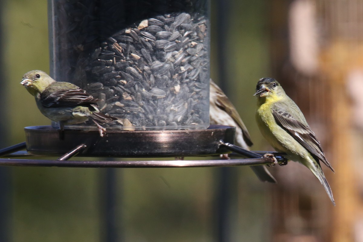 Lesser Goldfinch - ML620702222